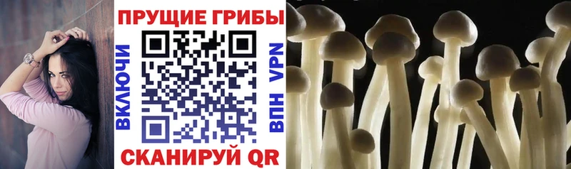 Галлюциногенные грибы мицелий  купить закладку  Фролово 